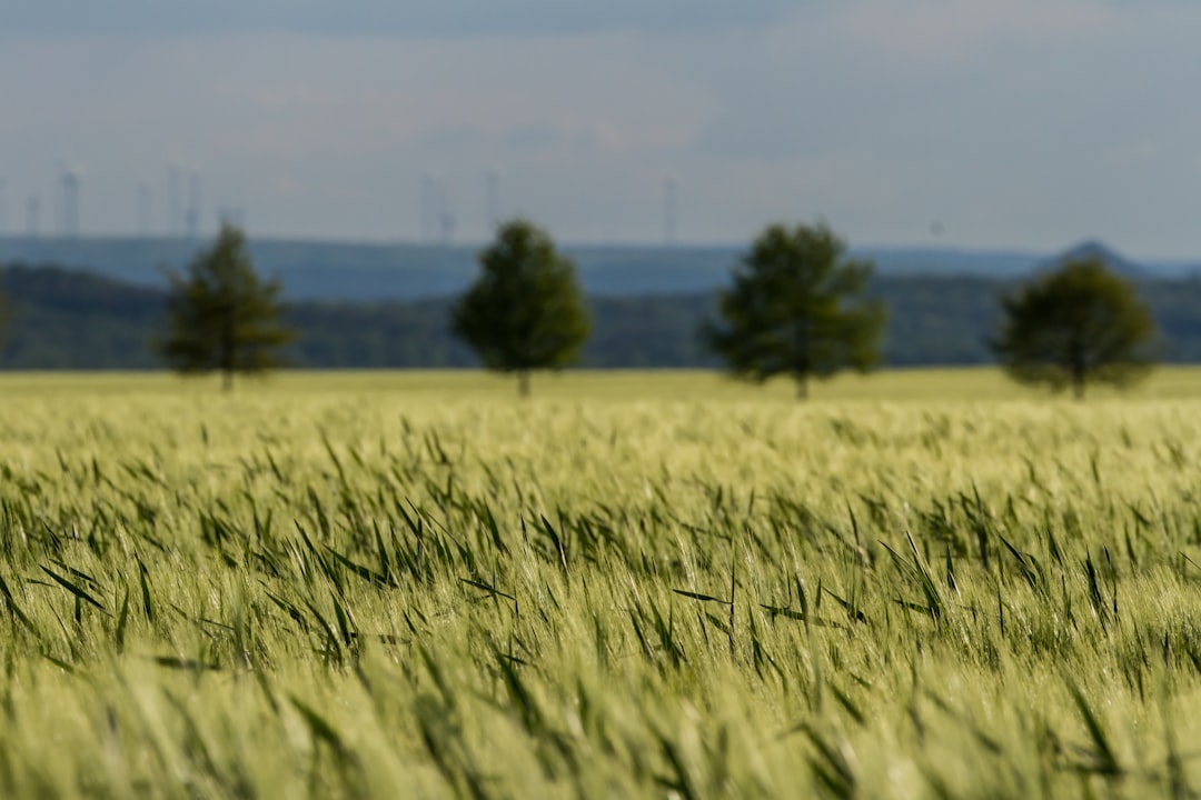 Photo Barley grains